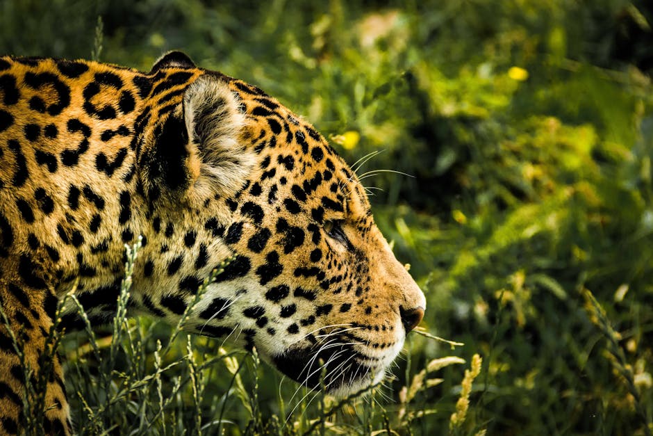 Resorts Surrounded by the Amazon Rainforest